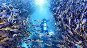 SCUBA Diving Thailand